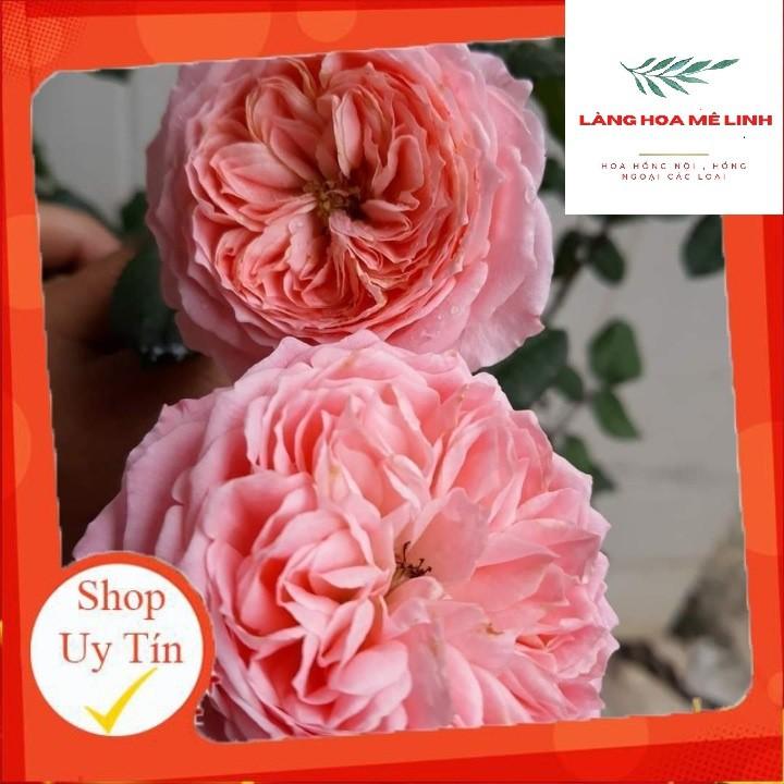 Hoa hồng tree thân gỗ chọn màu cực xinh