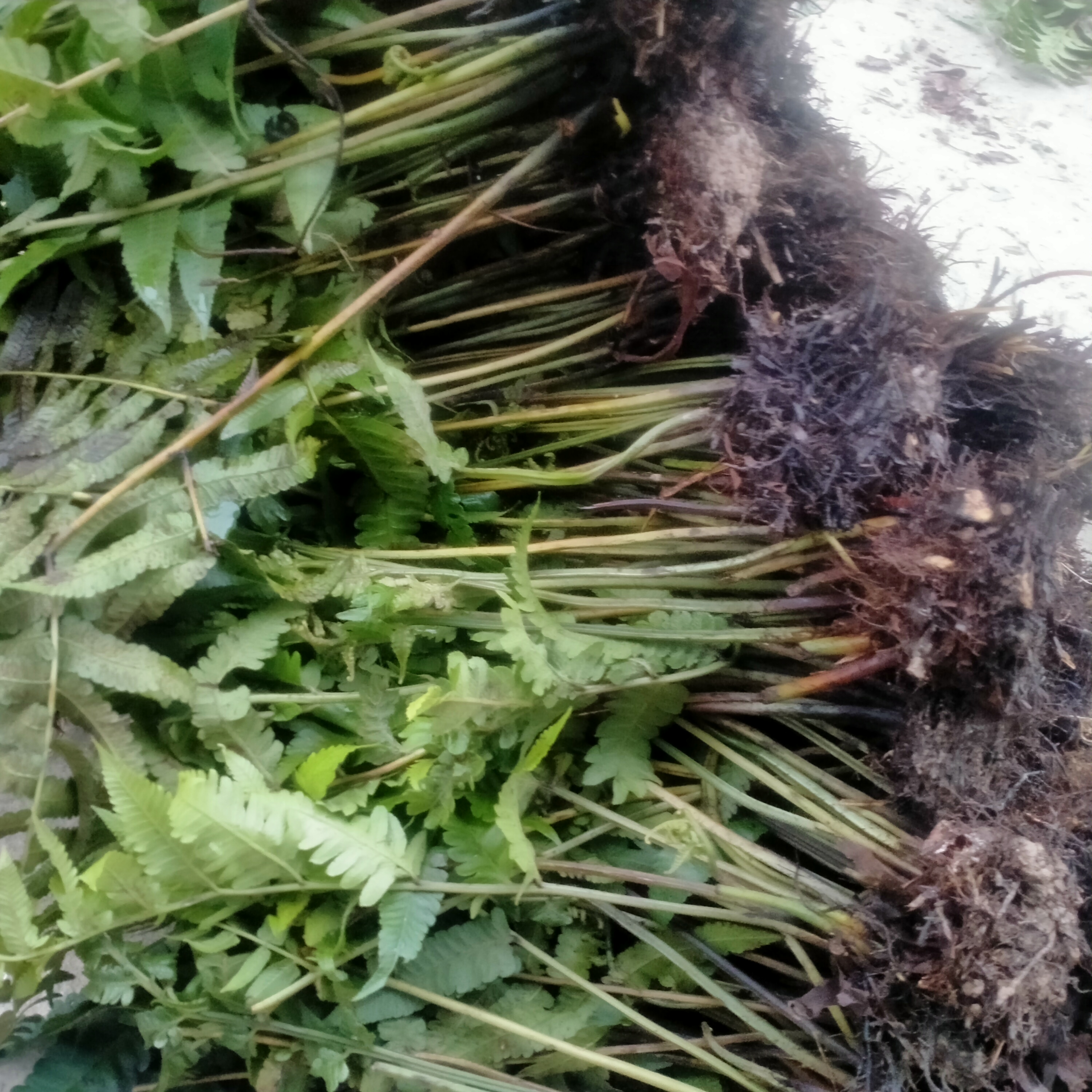 20 cây giống rau dớn 100k (tặng thêm 5 cây)