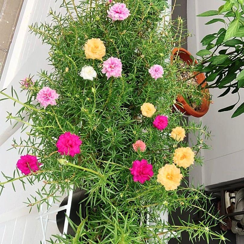 Hạt giống hoa mười giờ Hà Lan mix màu gói 0,03gr