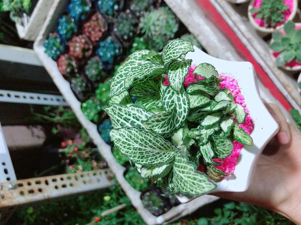 Chậu Cây Lá May Mắn