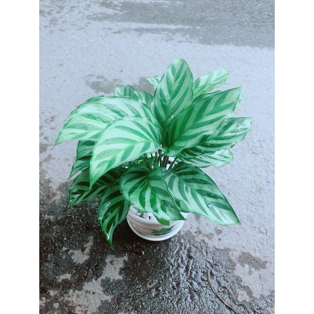 Chậu Đuôi Công Xanh