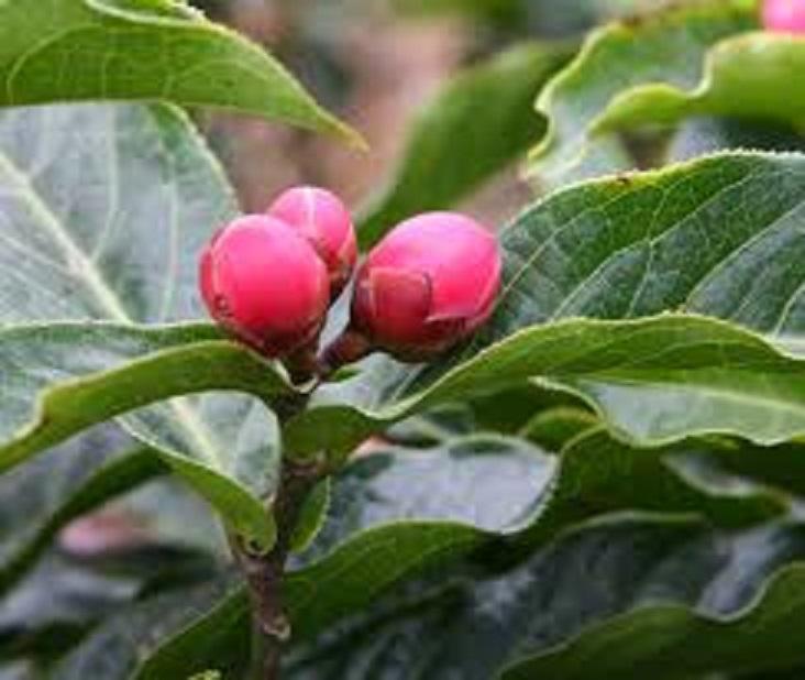 Cây hoa Hải đường, cây hoa hải đường hoa hồng cánh sen giá rẻ trồng làm giống cam kết chất lượng
