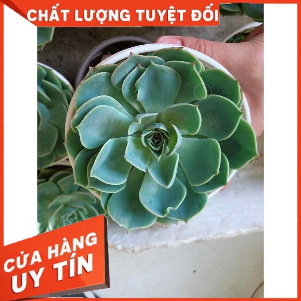 Sen đá xanh đất kèm chậu sứ trắng Nhiều Người Mua