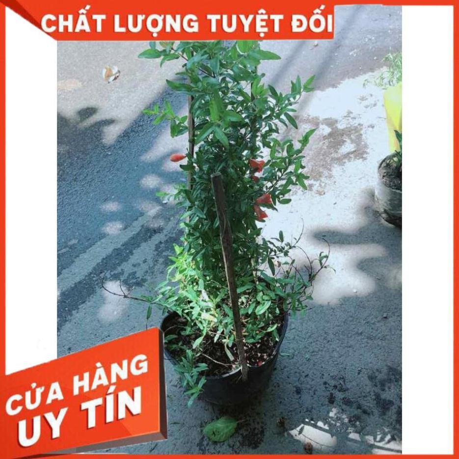 Cây Lựu Cho Nhiều Quả Nhiều Người Mua