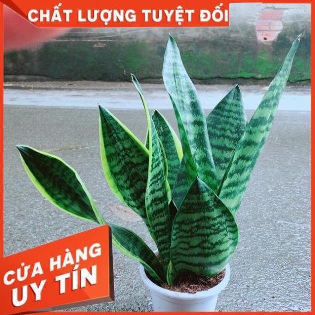 Lưỡi Hổ Cao