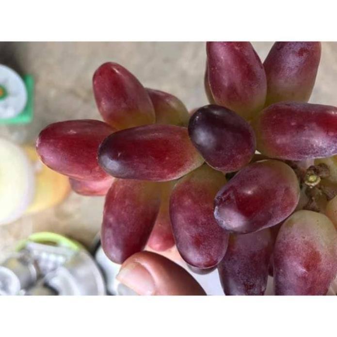 CÂY GIỐNG NHO LEO PHÁP DÒNG QUẢ SỚM, CAM KẾT GIỐNG CHUẨN F1