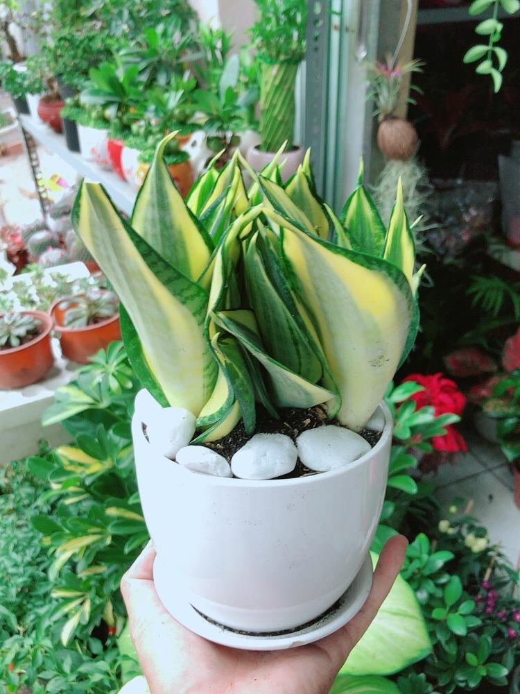 Chậu Cây Lưỡi Hổ Thái Xanh