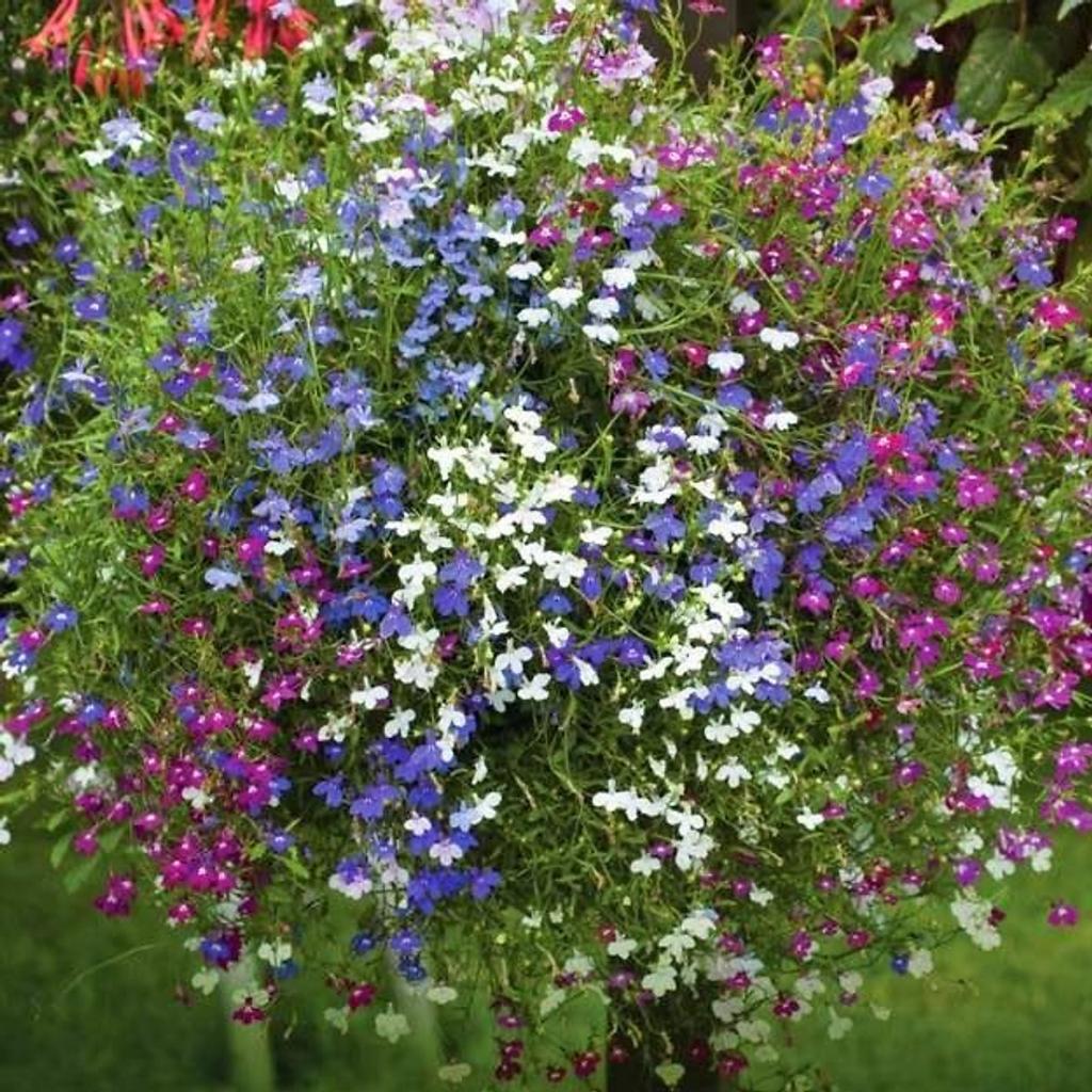 Hạt Giống Hoa Cúc Lobelia Nhiều Màu -