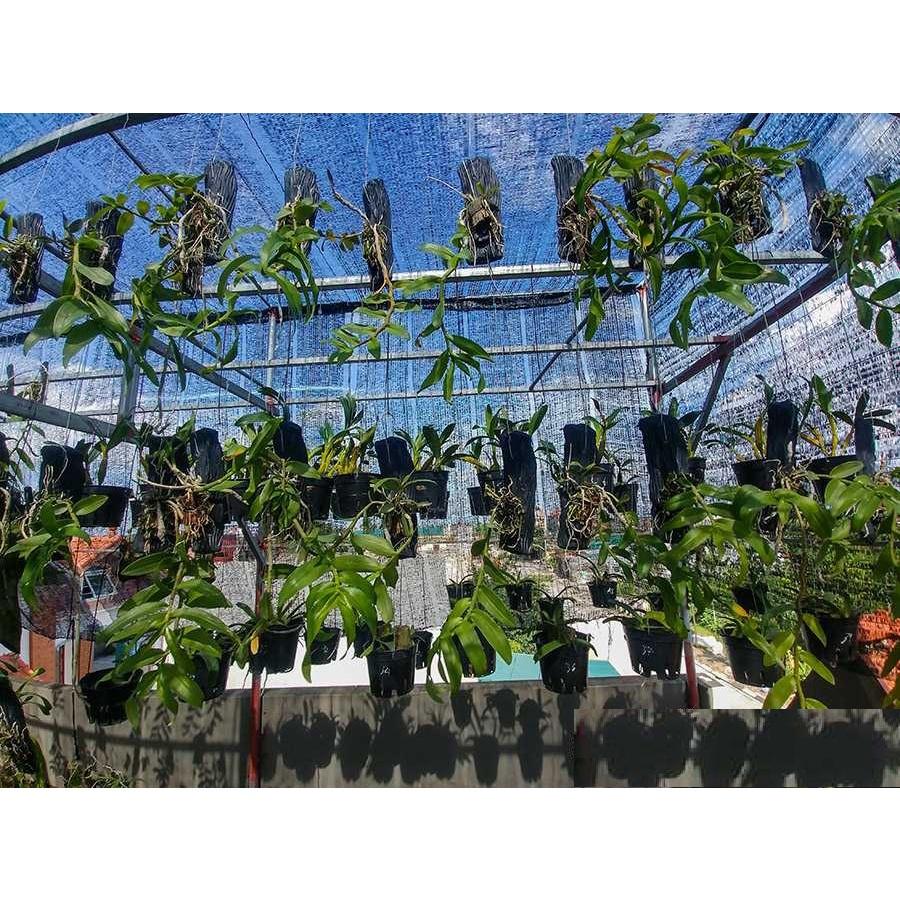 LAN PHI ĐIỆP 5 CÁNH TRẮNG PHI VÂN TUYẾT