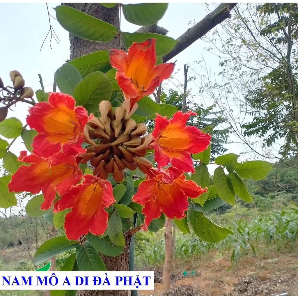 250 GRAM HẠT GIỐNG CÂY SÒ ĐO CAM - HẠT ĐẸP TUYỂN CHỌN BAO NẢY MẦM. .(