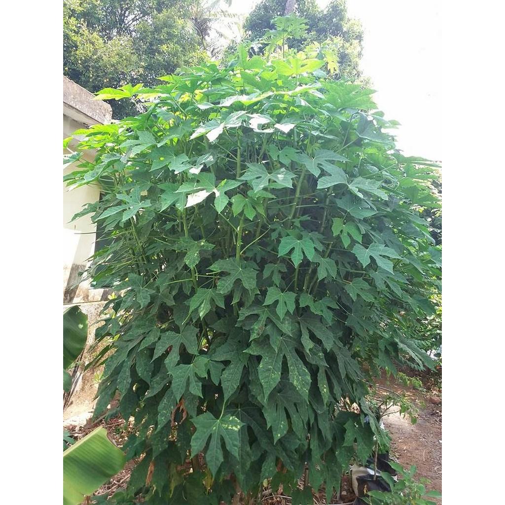 Cây giống rau bina chaya - cây giống trồng bầu đất, cây to , mập ,khỏe