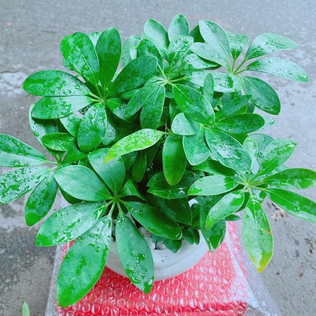Chậu Cây Ngũ Gia Bì Để Bàn