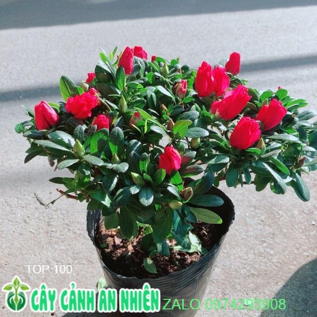 Cây Đỗ Quyên Cao 30cm đường kính 30cm