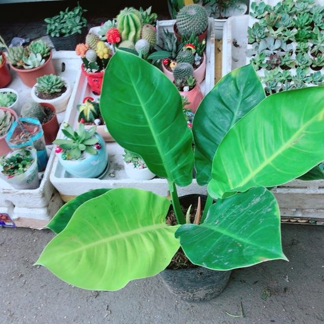 Trầu bà đế vương