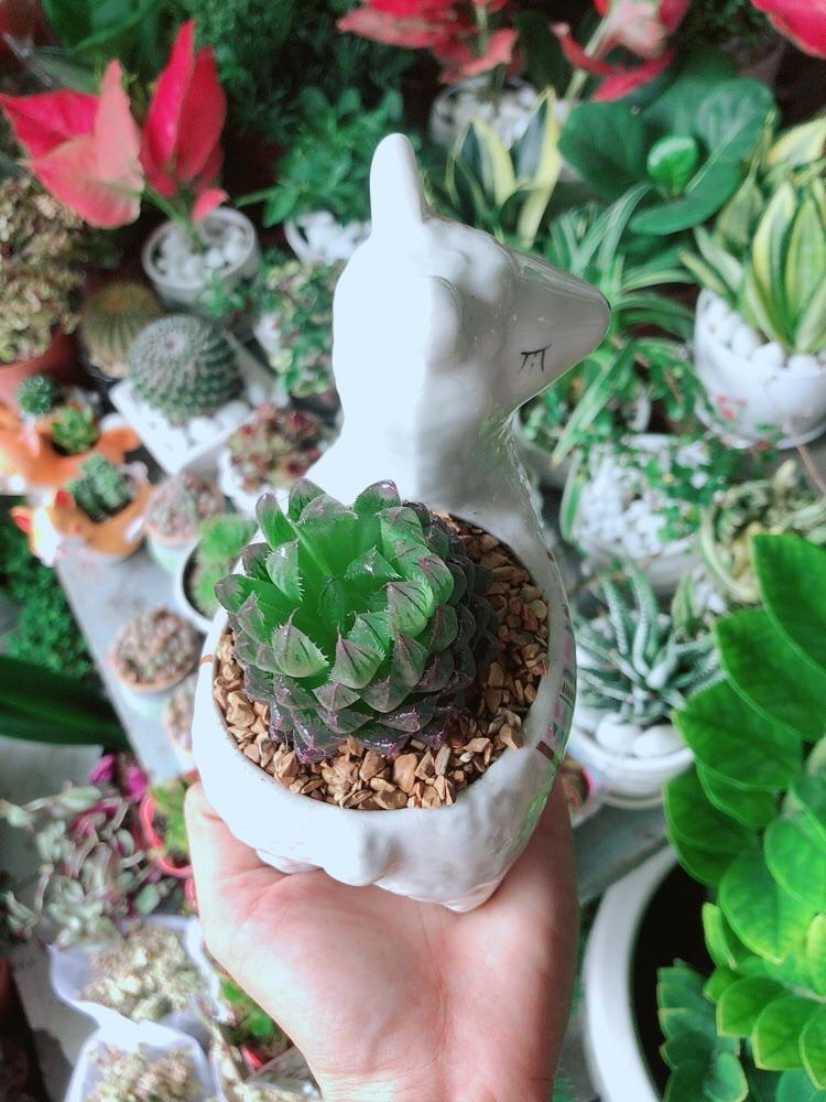 Chậu Cây Kim Cương Dạ Quang