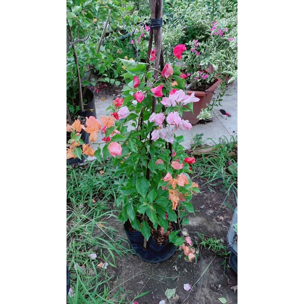 Cây Hoa Giấy 3 Màu