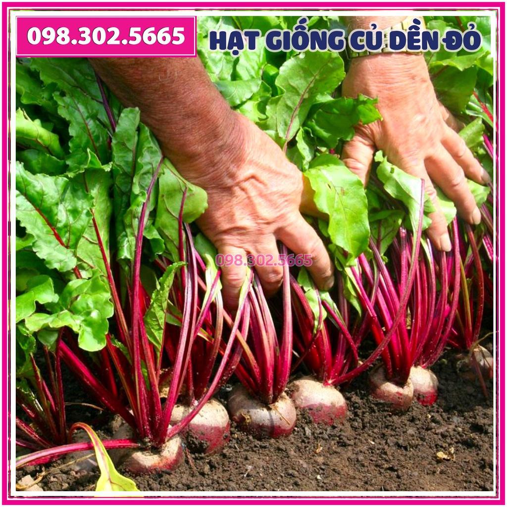 Hạt giống củ dền đỏ F1 gói 5gam
