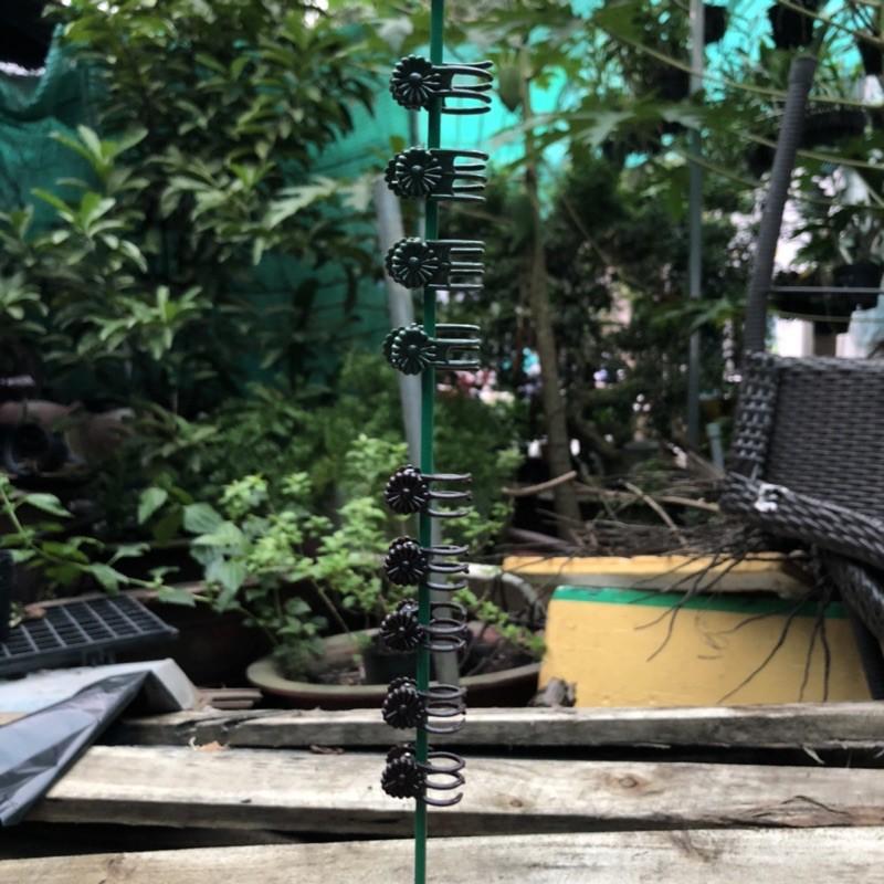 10 kẹp bướm cố định hoa lan