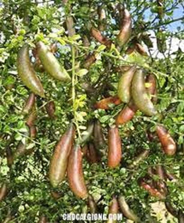 Cây giống chanh ngón tay thái lan quả sai cho quả sau 6 tháng trồng