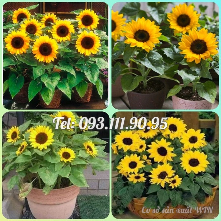 Hạt giống hoa hướng dương mini thân lùn - Bịch 10 hạt – Mã số 1287