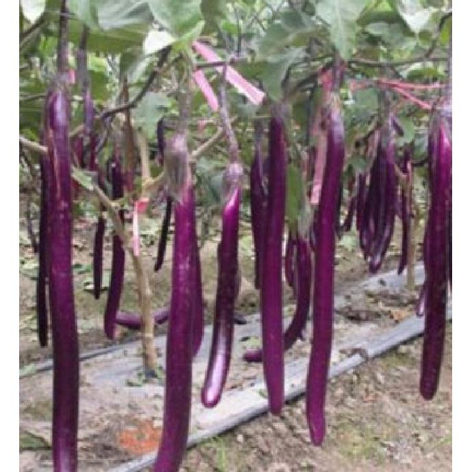 Combo 3 gói hạt giống cà tím trái siêu dài f1 -1 gói 2 gram-tặng kèm gói phân bón lót