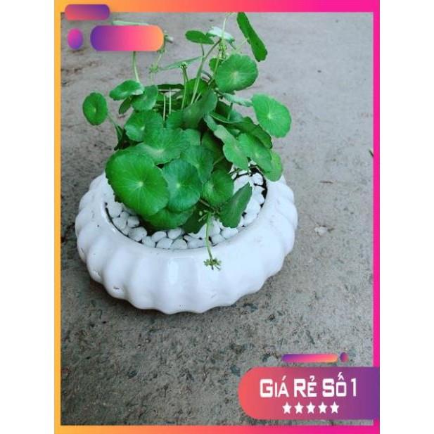 Chậu Cỏ Đồng Tiền