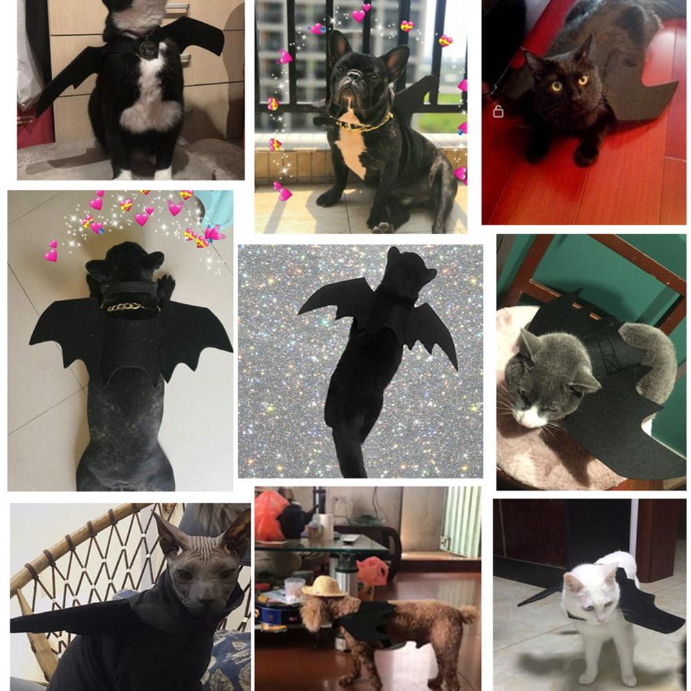 Đồ Halloween dành cho Mèo Con, chó nhỏ