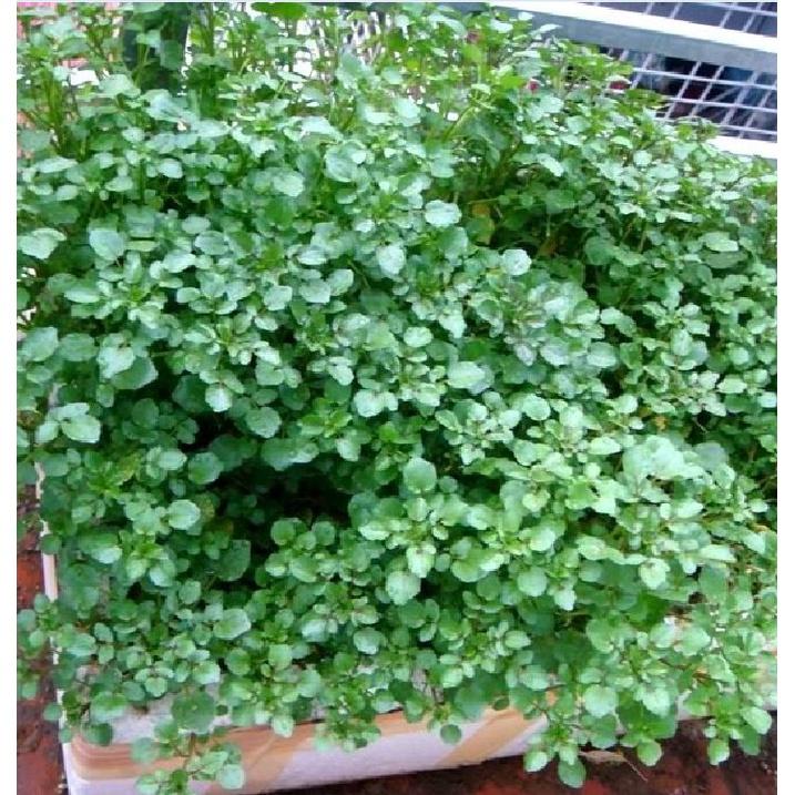 Hạt giống rau xà lách xoong Mỹ KNS3207 - Gói 1gram