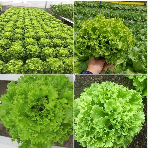 Hạt Giống Xà lách xoăn xanh dể trồng f1- gói 0,5gram-tặng kèm gói phân bón lót