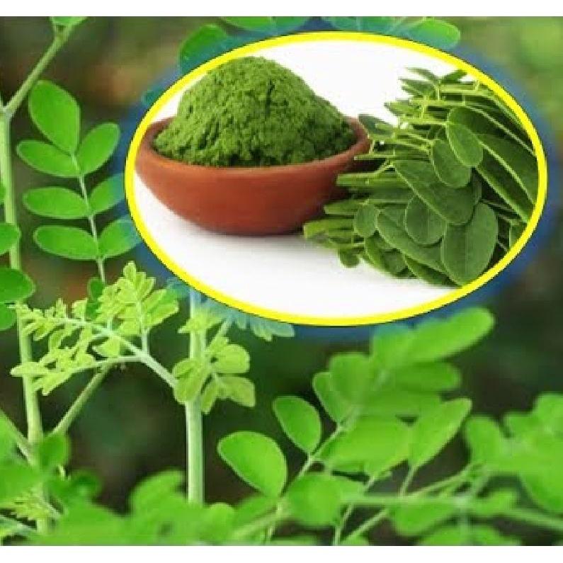 Hạt Cây Giống Chùm Ngây F1-Gói 20 hạt/tặng kèm gói phân bón lót