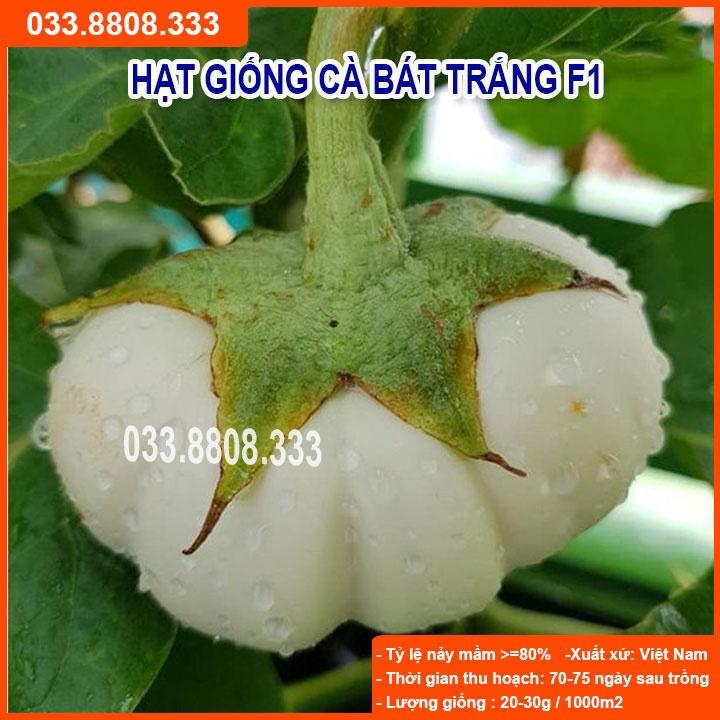 HẠT GIỐNG CÀ BÁT TRẮNG QUẢ TRÒN - QUẢ TO ĐẸP