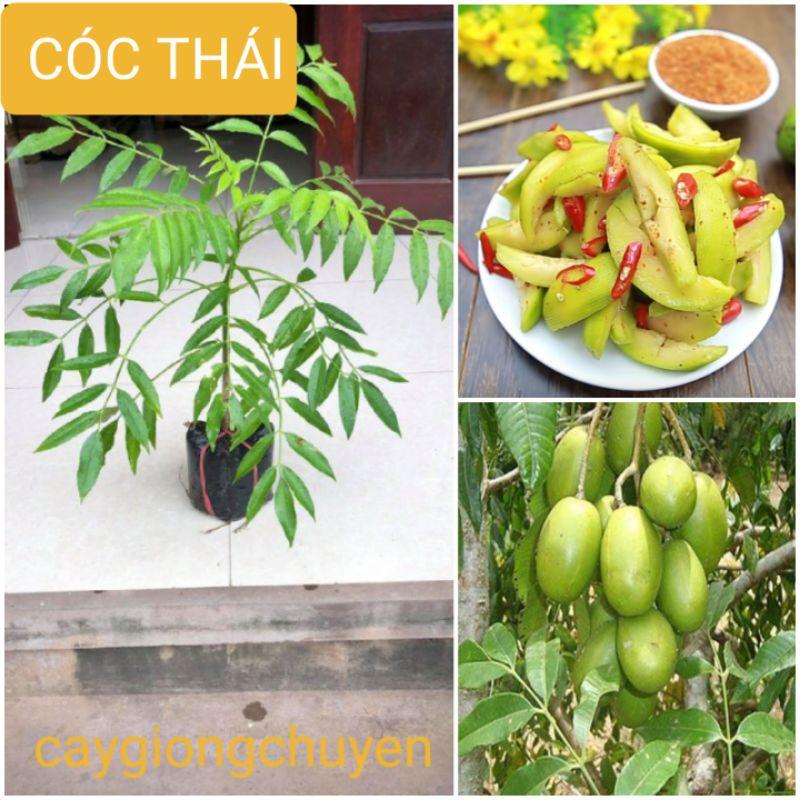 COMBO 2 CÂY CÓC THÁI SIÊU QUẢ CHO QUẢ SAU 6 THÁNG TRỒNG