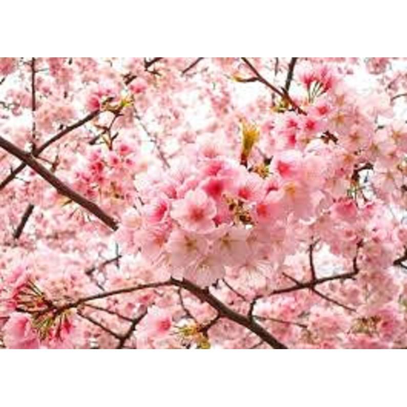 CÂY GIỐNG HOA ANH ĐÀO NHẬT BẢN