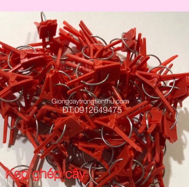 KẸP GHÉP CÂY GIỐNG CHANH DÂY nhập khẩu 500gr