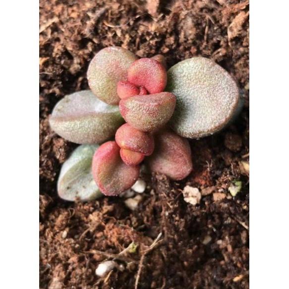 Cây Adromischus lá tròn