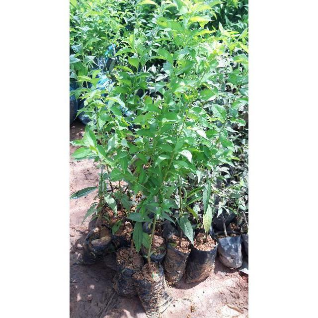 Cây giống mận tam hoa