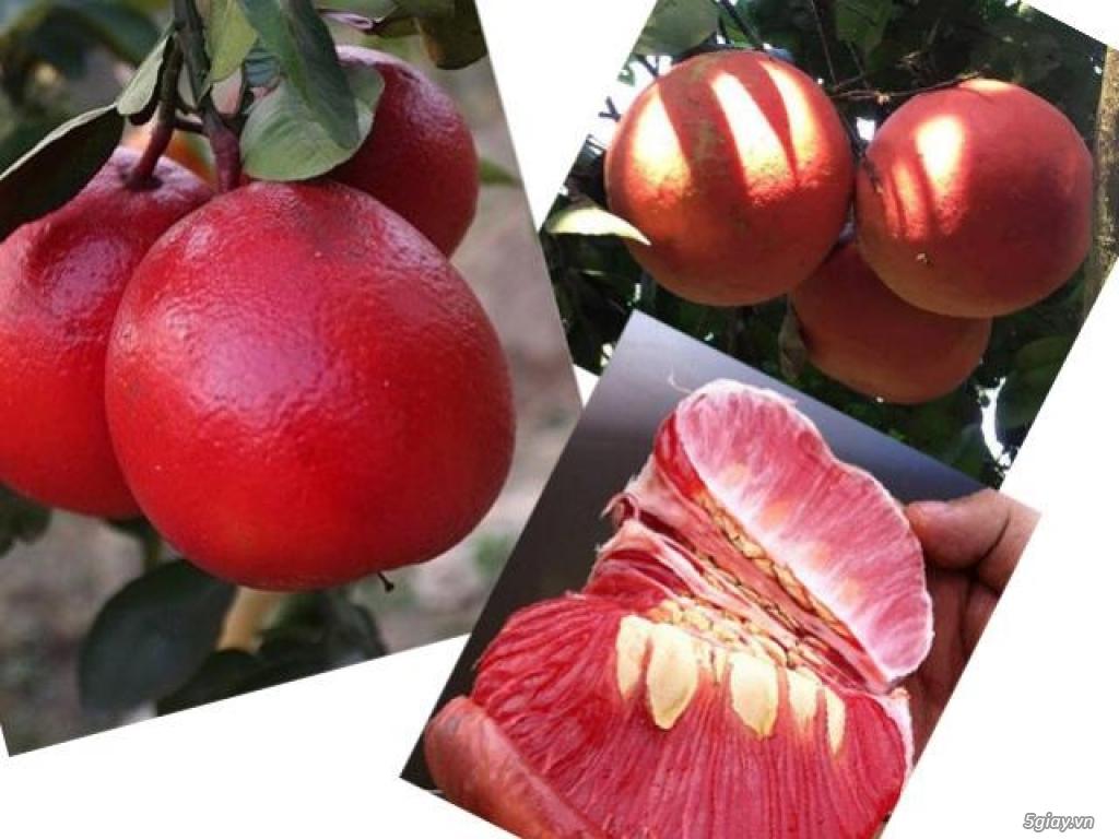 Cây BƯỞI ĐỎ - BƯỞI TIẾN VUA