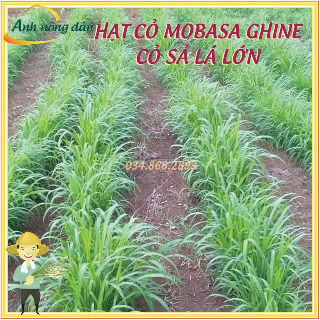 100g Hạt giống cỏ mobasa ghine - Hạt giống cỏ sả lá lớn - cỏ dùng cho chăn nuôi