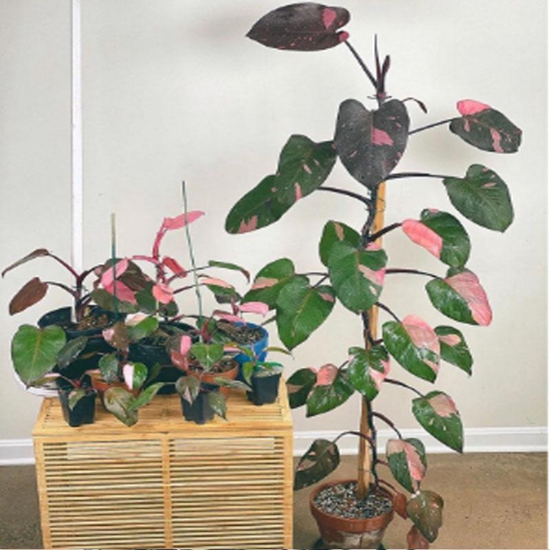 Cây Công Chúa Hồng - Philodendron pink princess - Cây nhỏ,thuần,khoẻ,var mạnh - cây cảnh để bàn + tặng phân bón cho cây