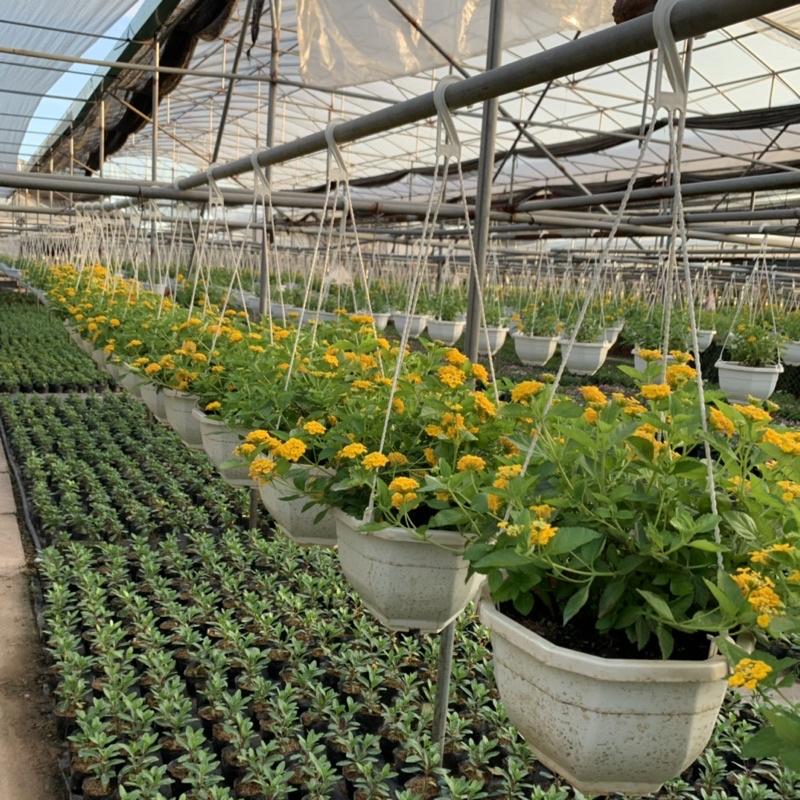 Chậu hoa ngũ sắc vàng rủ bán kính 25-30cm, cây hoa nở rực rỡ quanh năm, trồng treo ban công, sân vườn