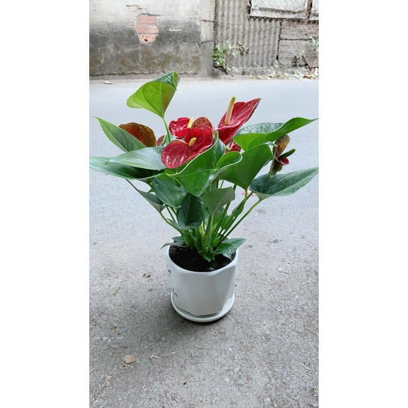 Chậu Hồng Môn