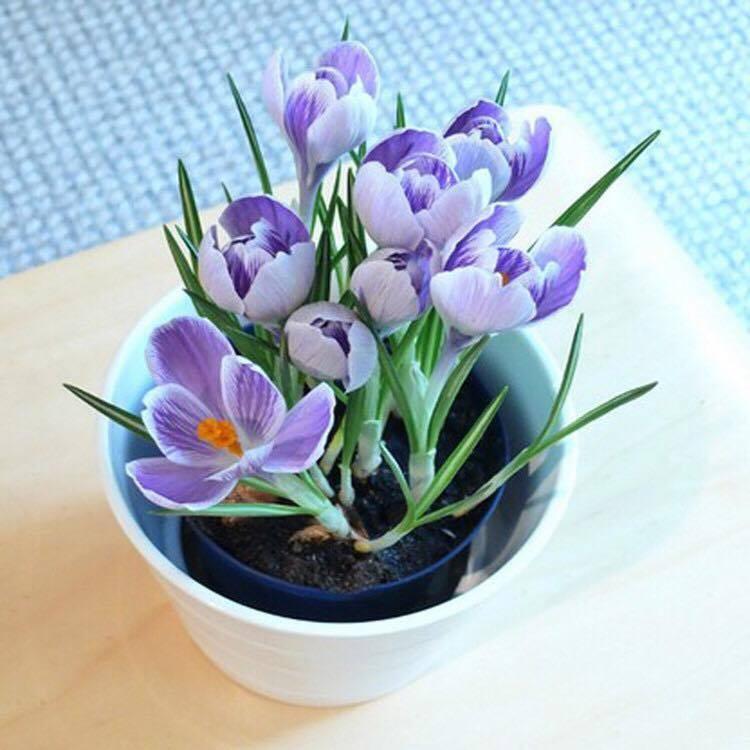 Bộ 6 Củ giống hoa nghệ tây 6 màu