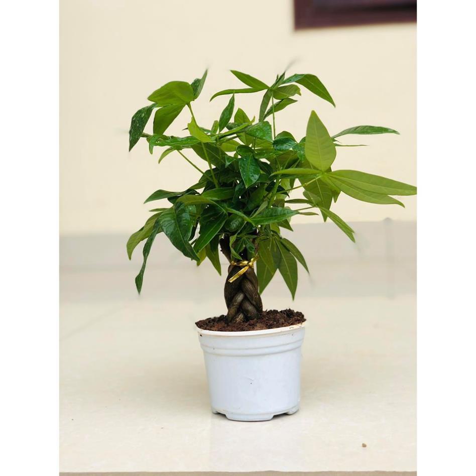 Cây kim ngân bonsai -Không giao dc 19 tỉnh Miền Nam