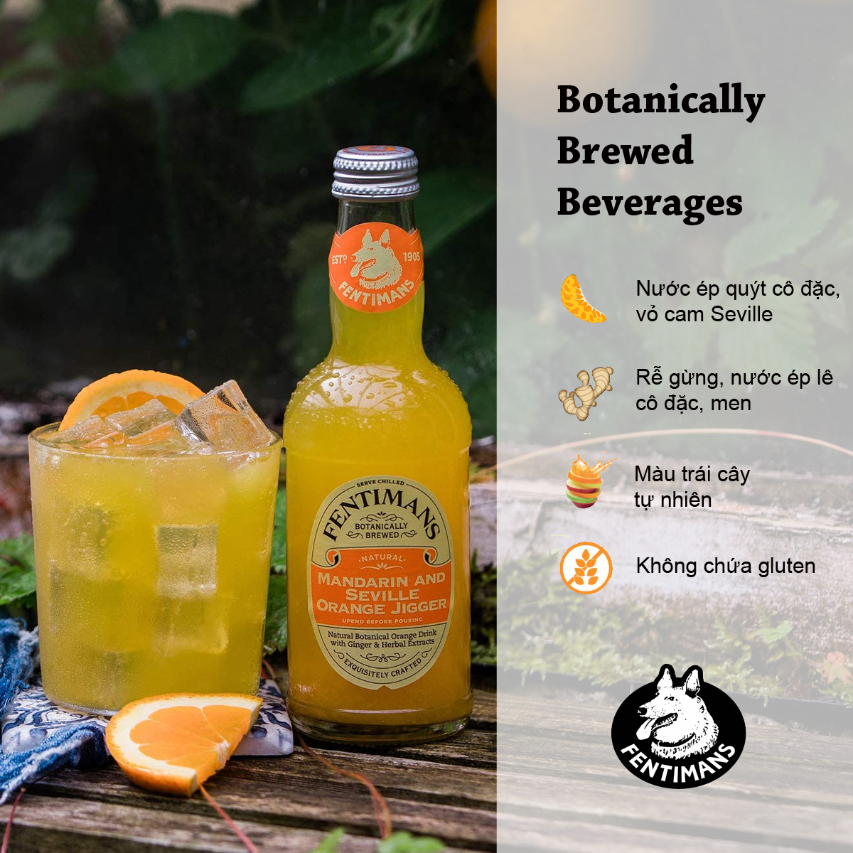 Fentimans Tonic Vị Quýt & Vỏ Cam Seville Anh Quốc - 275ml x 4 chai