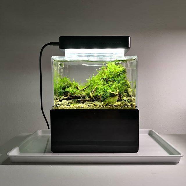 Bể cá siêu mini - Cunzo Mini Plastic Fish Tank