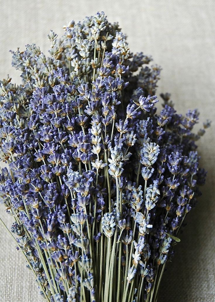 Bó Hoa Oải Hương Lavender Khô Bó 100Gram Decor - Trang Trí - Sang Chảnh - Thơm Phòng