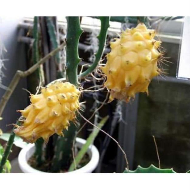 Cây Giống Thanh Long Vàng tặng 2 cây chè xanh