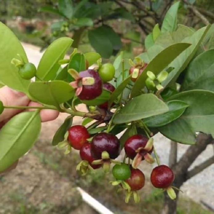 CÂY GIỐNG CHERRY BRAZIL CHỊU NHIỆT,