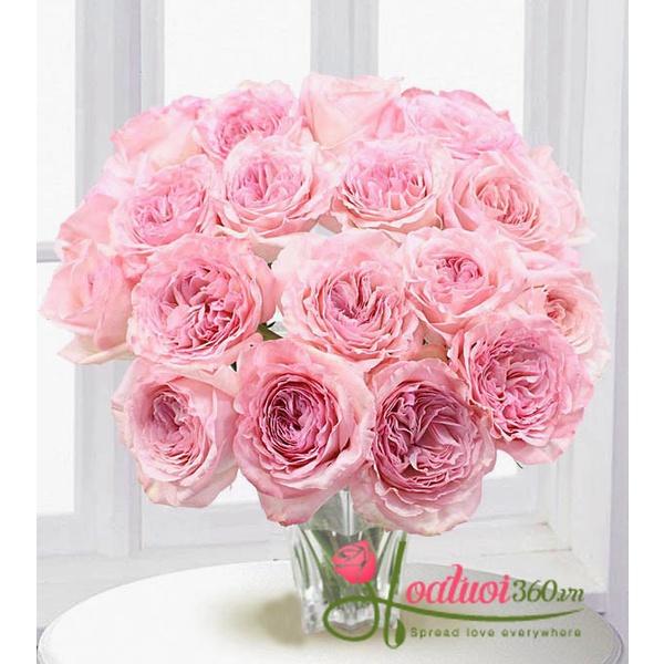 Hoa hồng ngoại Pink Ohara bông to siêu thơm