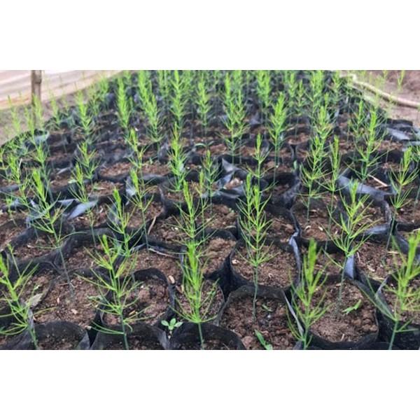 Hạt giống MĂNG TÂY CHỊU NHIỆT CAO SẢN 20 hạt